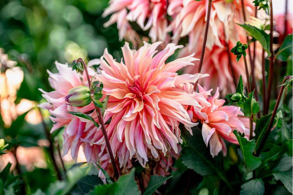 Dahlia 'Labyrinth'